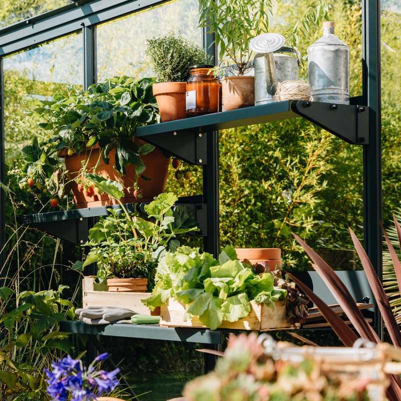 Regal Azura & Vintage