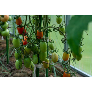 Gewächshäuser für Tomaten